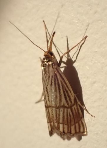 Réf. 317 830 : Chrysocrambus linetella